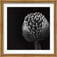 Framed Allium II