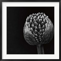 Framed Allium II