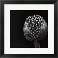 Framed Allium II