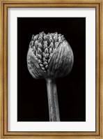 Framed Allium I
