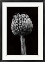 Framed Allium I