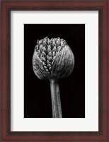 Framed Allium I