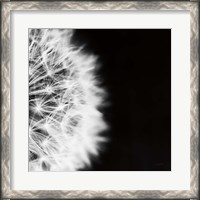 Framed Dandelion on Black II