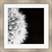 Framed Dandelion on Black II