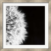 Framed Dandelion on Black II