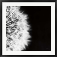 Framed Dandelion on Black II