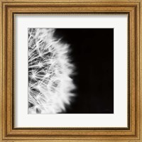 Framed Dandelion on Black II