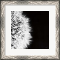 Framed Dandelion on Black II