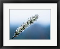 Framed Seeds and Water III