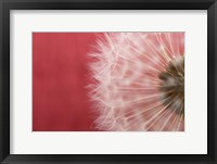 Framed Dandelion on Red III