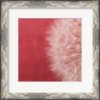 Framed Dandelion on Red II