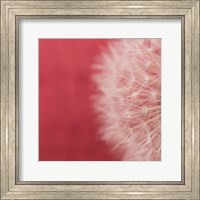 Framed Dandelion on Red II
