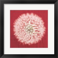 Framed Dandelion on Red I