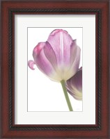 Framed Tulip Time IV