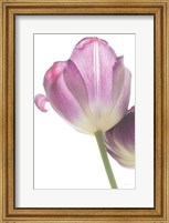 Framed Tulip Time IV