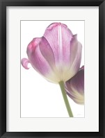 Framed Tulip Time IV