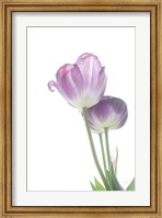 Framed Tulip Time III