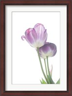 Framed Tulip Time III