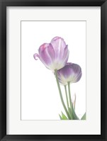 Framed Tulip Time III