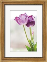 Framed Tulip Time II