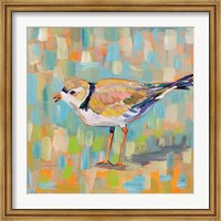 Framed Coastal Plover IV