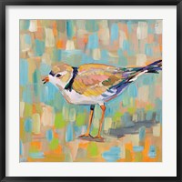 Framed Coastal Plover IV