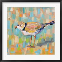 Framed Coastal Plover IV