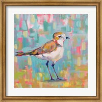 Framed Coastal Plover III