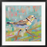 Coastal Plover I Framed Print