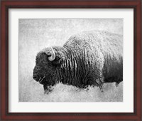 Framed Buffalo II BW