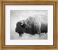 Framed Buffalo II BW