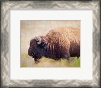 Framed Buffalo II