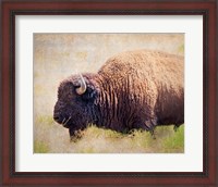 Framed Buffalo II