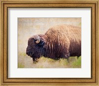 Framed Buffalo II