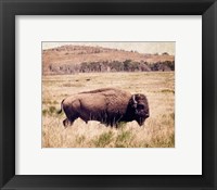 Framed Buffalo I