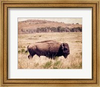 Framed Buffalo I