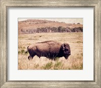 Framed Buffalo I
