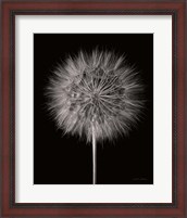 Framed Dandelion Fluff on Black