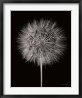 Framed Dandelion Fluff on Black