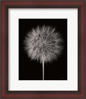 Framed Dandelion Fluff on Black