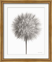 Framed Dandelion Fluff on White