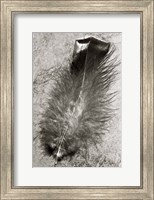 Framed Feather Shadow IV