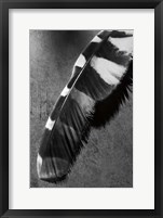 Framed Feather Shadow II