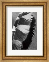 Framed Feather Shadow I