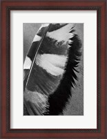 Framed Feather Shadow I