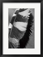 Framed Feather Shadow I