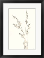 Pussy Willows IV Framed Print
