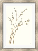 Framed Pussy Willows II