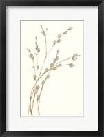 Pussy Willows II Framed Print