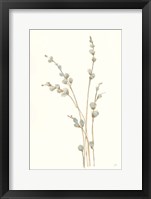 Pussy Willows I Framed Print